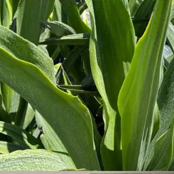 Foxtail Agave