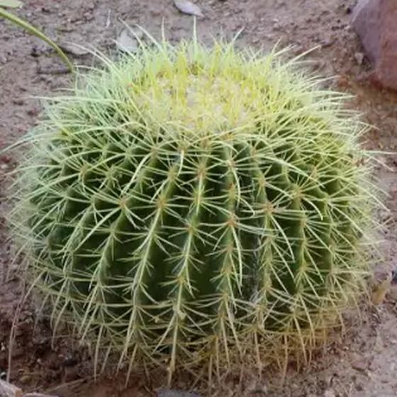Golden Barrel Cactus