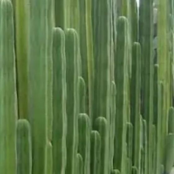 Mexican Fence Post Cactus