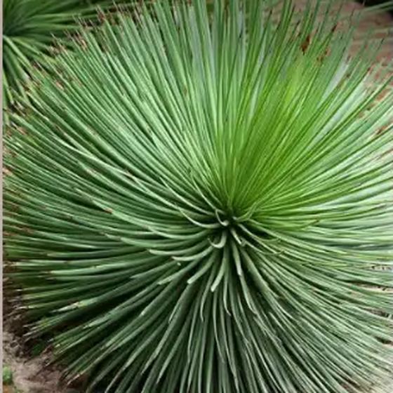 Narrowleaf Agave
