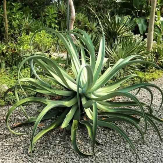 Octopus Agave