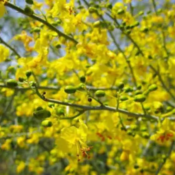 Palo Verde