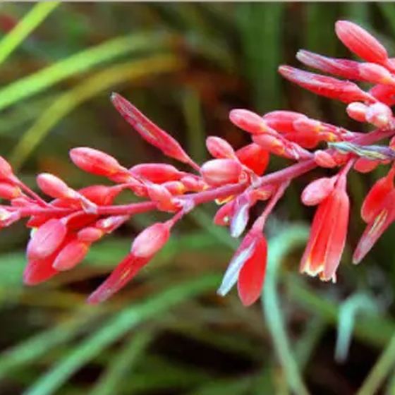 Red Yucca