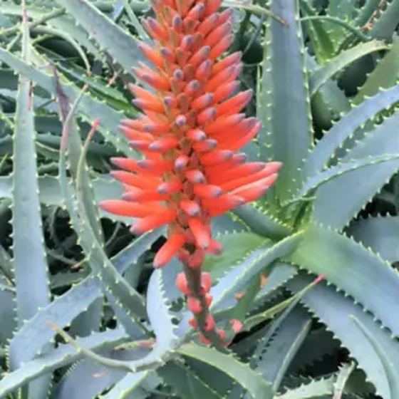 Torch Aloe