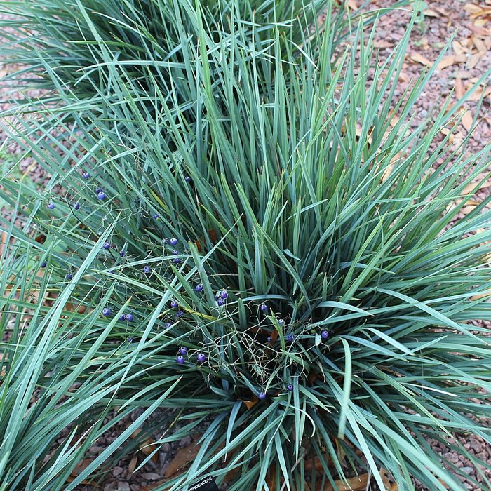 Dianella