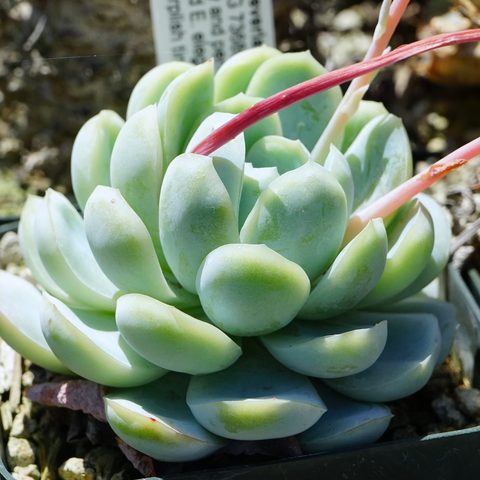 Echeveria