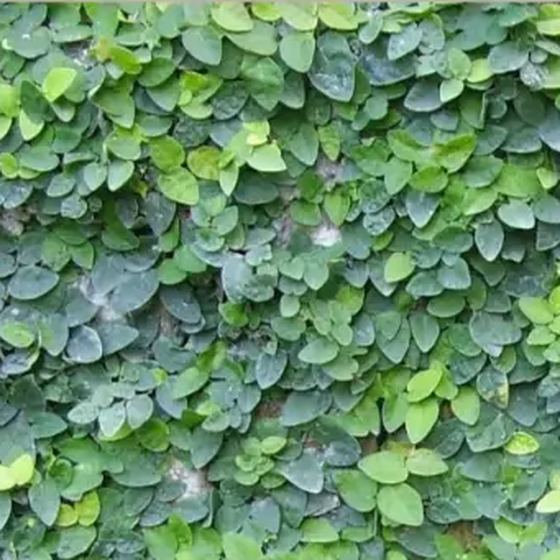 Boxwood