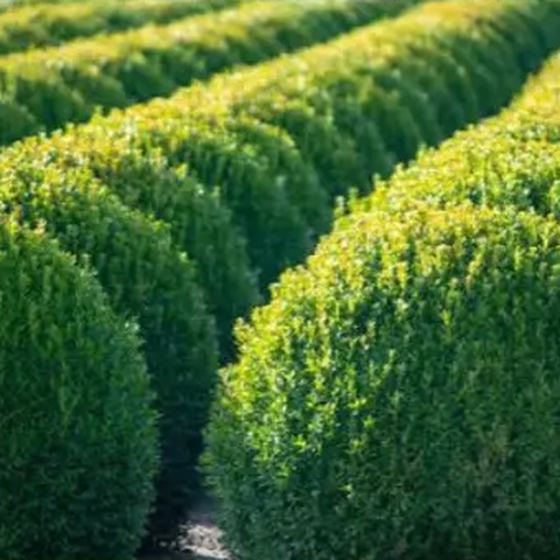 Boxwood Topiary