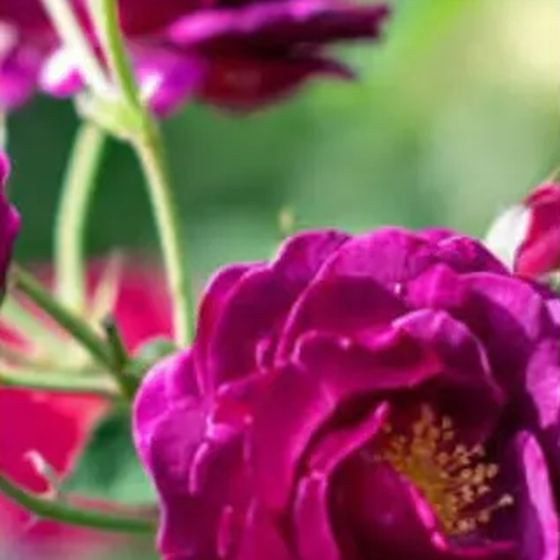 Burgundy Rose