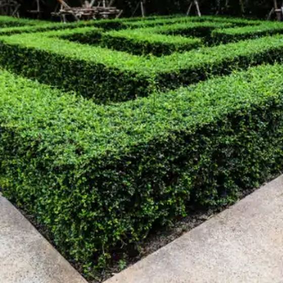 Clipped Boxwood Hedge