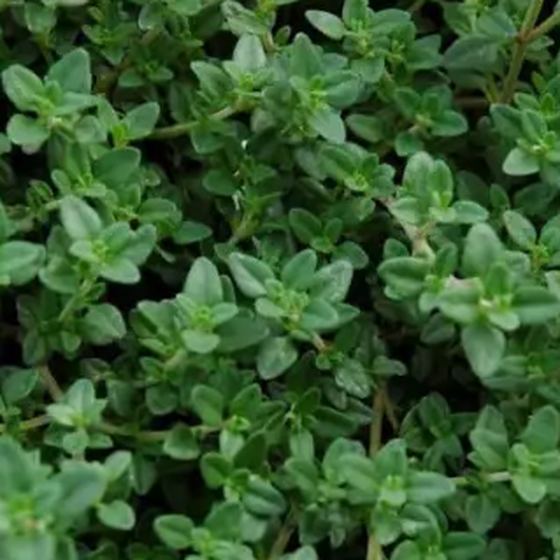 Creeping Thyme