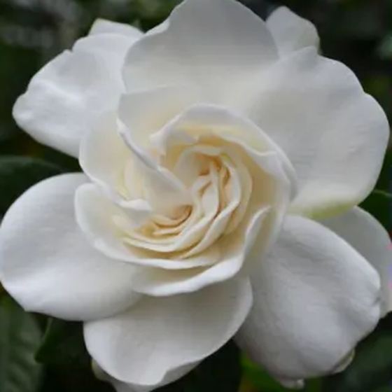 Gardenia