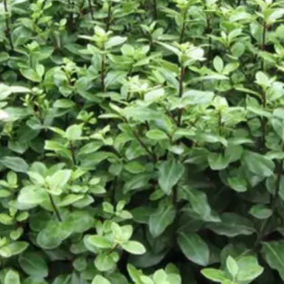 Golden Euonymus
