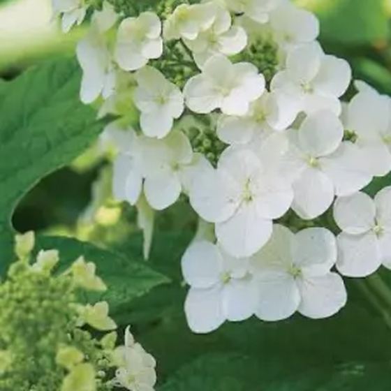 Oakleaf Hydrangea
