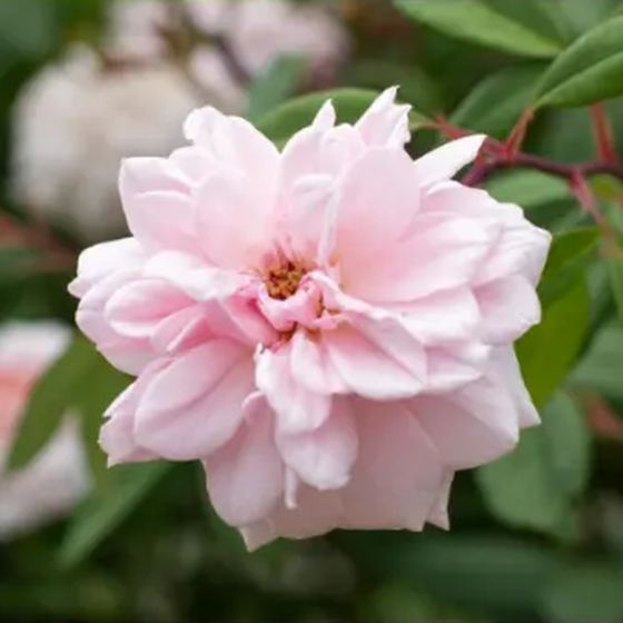 Pink Rose