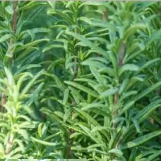 Rosemary
