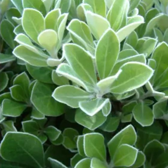 Variegated Pittosporum