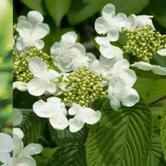 Viburnum
