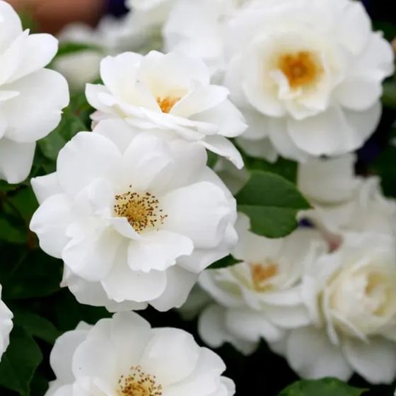 White Rose
