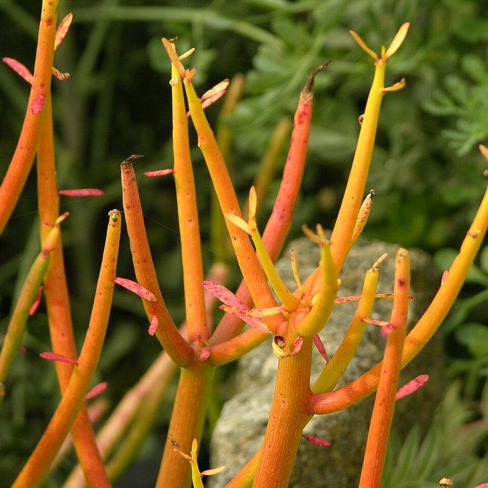 Firesticks Euphorbia