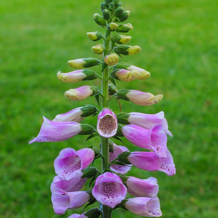 Foxglove