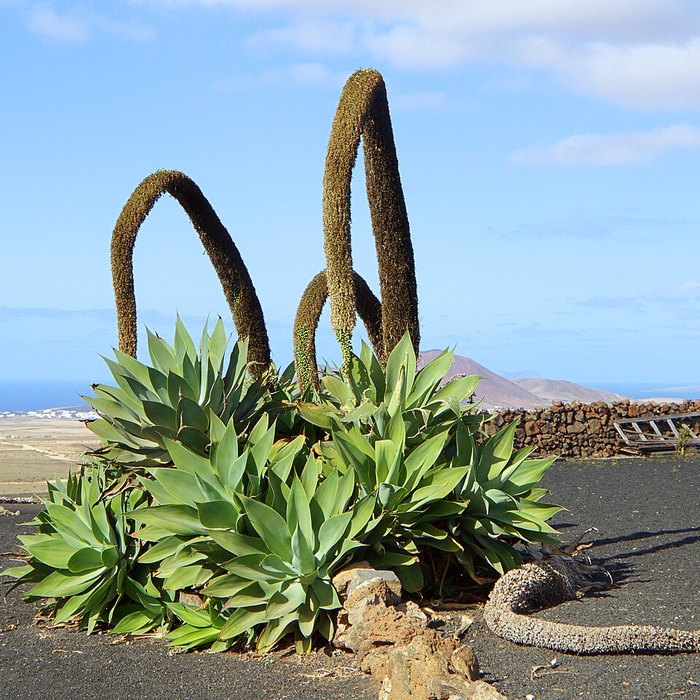 Foxtail Agave