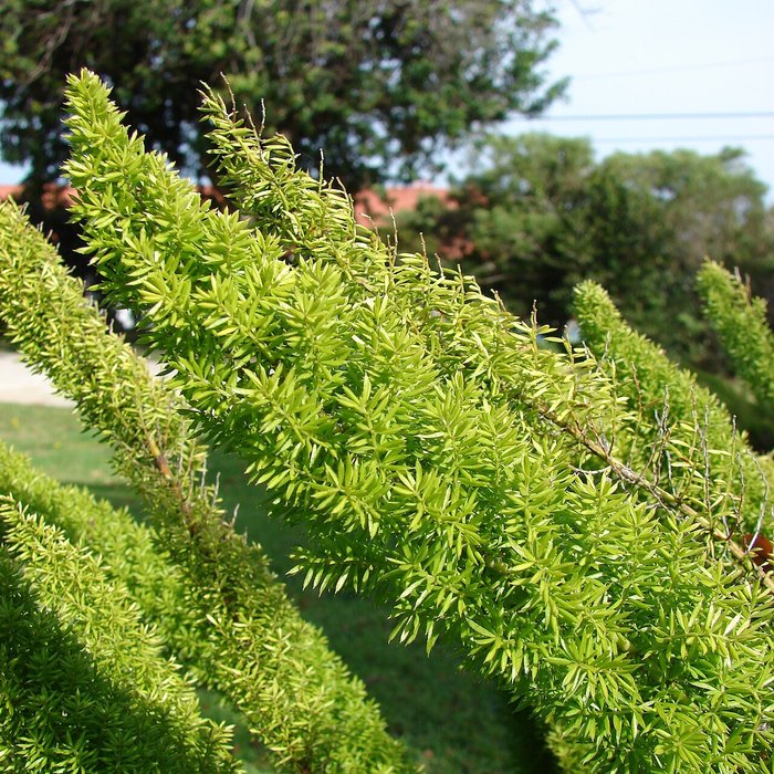 Foxtail Fern