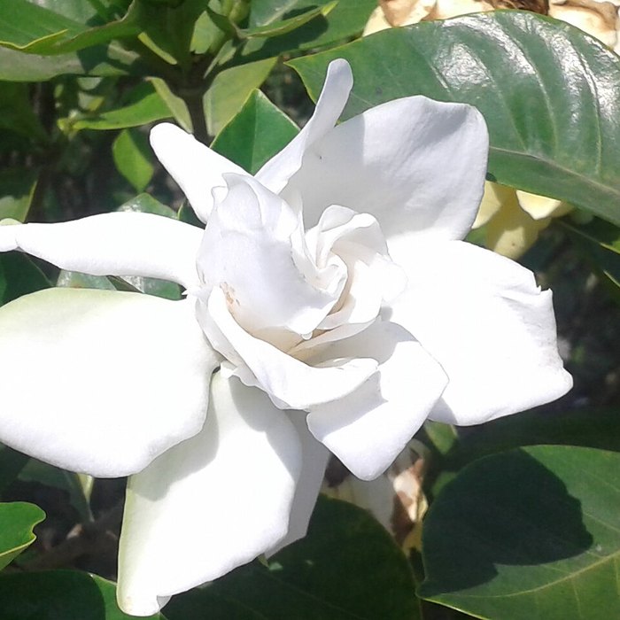 Gardenia