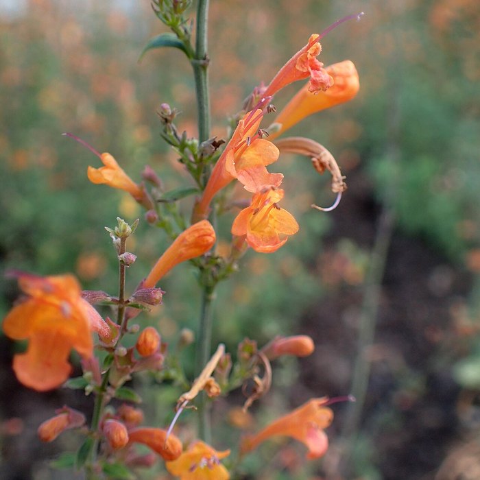 Hummingbird Mint