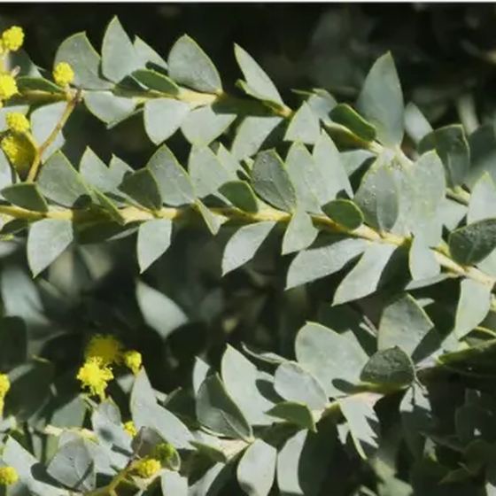 Acacia