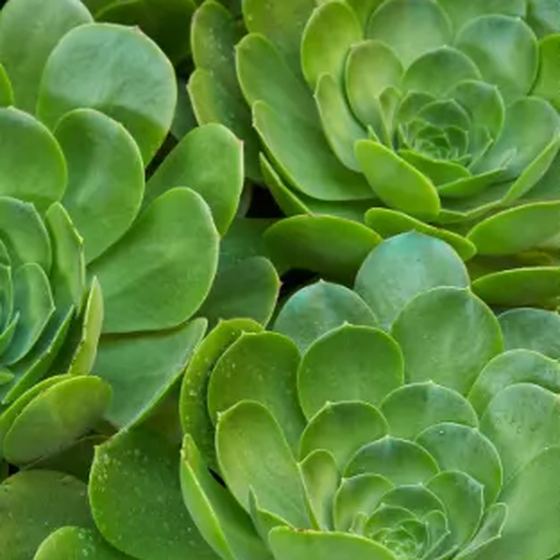 Aeonium