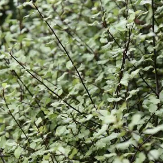 Corokia