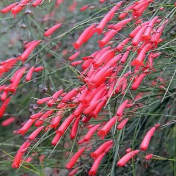 Firecracker Plant