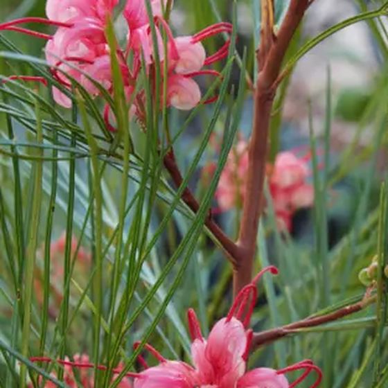 Grevillea