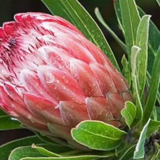 King Protea