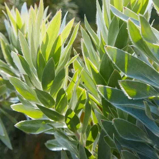 Leucadendron