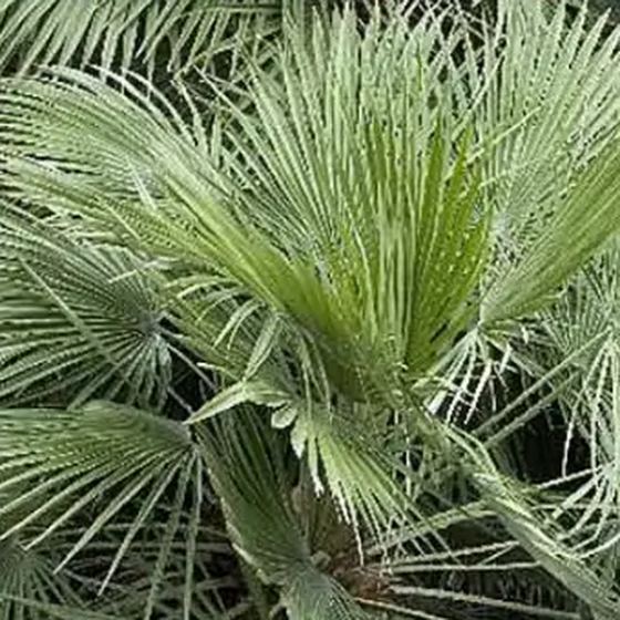 Mediterranean Fan Palm
