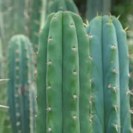 San Pedro Cactus