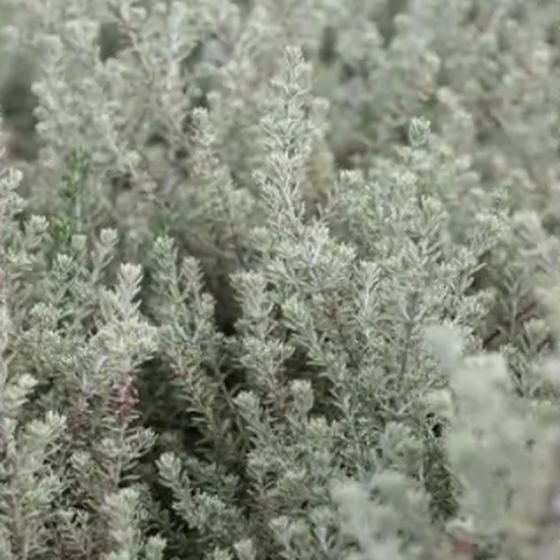 Santolina (Cotton Lavender)