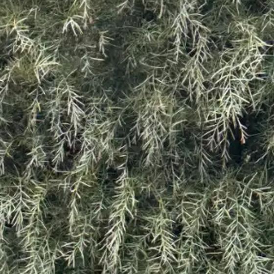 Silver Artemisia