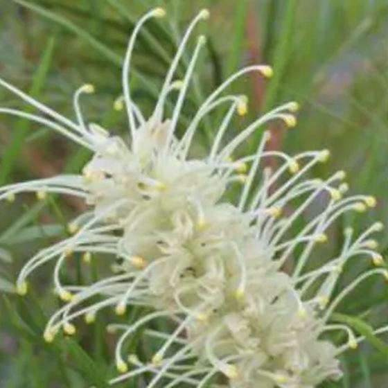 White Grevillea
