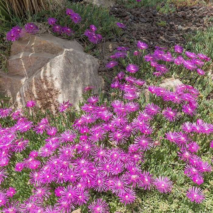 Ice Plant