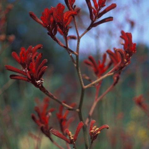 Kangaroo Paw