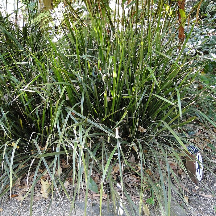 Lomandra