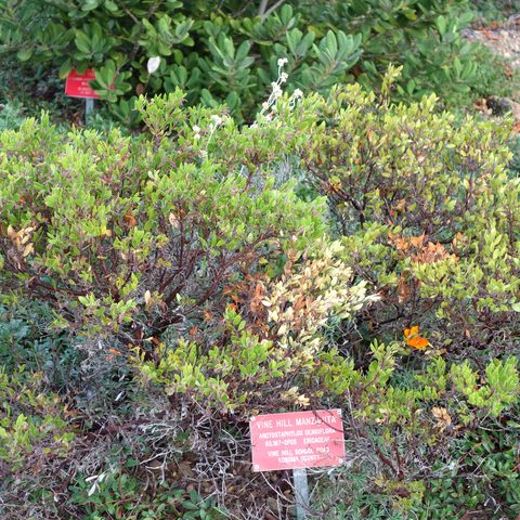Manzanita