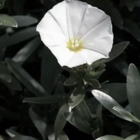 Bush Morning Glory