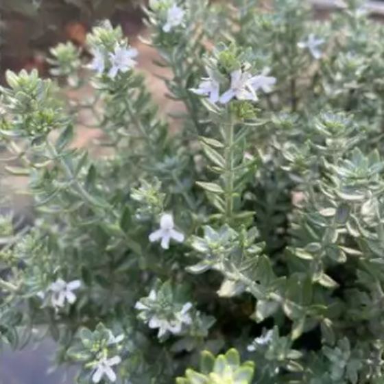Coast Rosemary