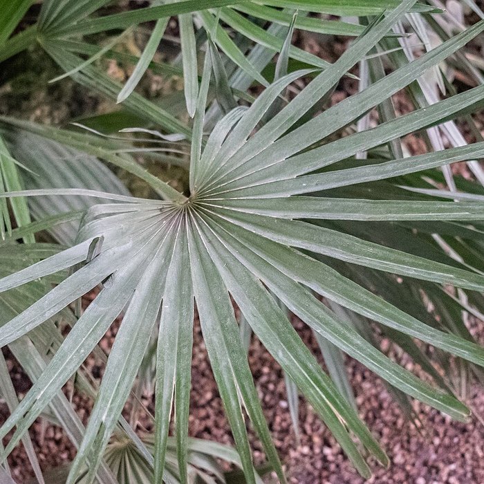 Mediterranean Fan Palm