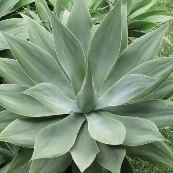 Foxtail Agave