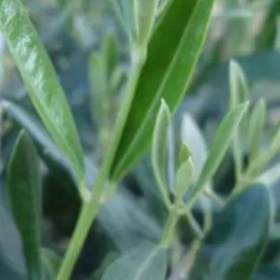 Fruitless Olive